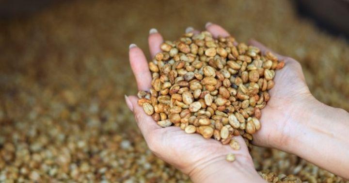biji kopi robusta dikeringkan selama
