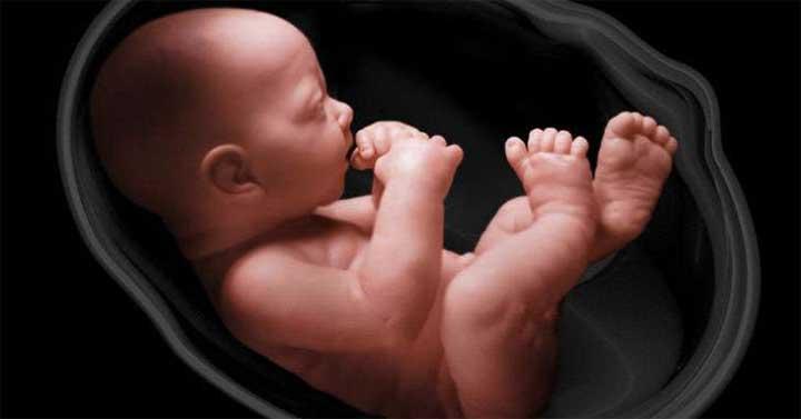 tahap perkembangan janin bayi